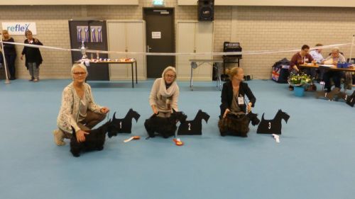 puppy klasse teven 2x576