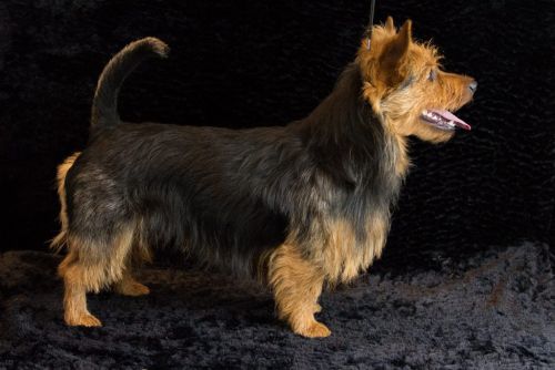 01 australische terrier 20161023 d61 0828x684