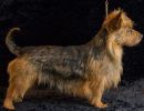 03 australische terrier 20161023 d61 0820x684