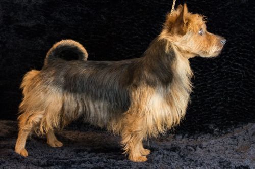 04 australische terrier 20161023 d61 0880x683