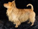 05 australische terrier 20161023 d61 1141x805