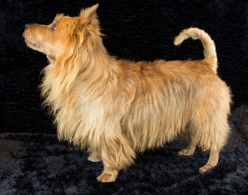 05 australische terrier 20161023 d61 1141x805