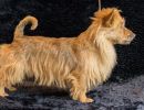 06 australische terrier 20161023 d61 0883x684