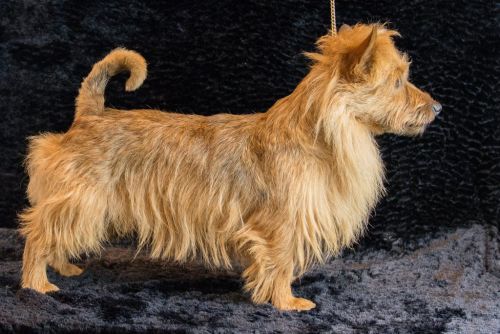06 australische terrier 20161023 d61 0883x684