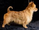 08 australische terrier 20161023 d61 0810x684