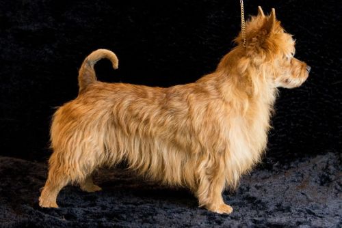 08 australische terrier 20161023 d61 0810x684