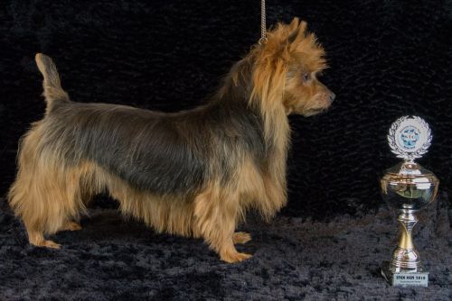 09 australische terrier 20161023 d61 0959x684