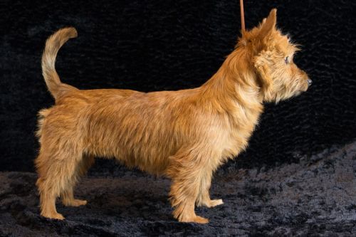 11 australische terrier 20161023 d61 0862x683