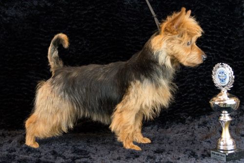 14 australische terrier 20161023 d61 0943x683