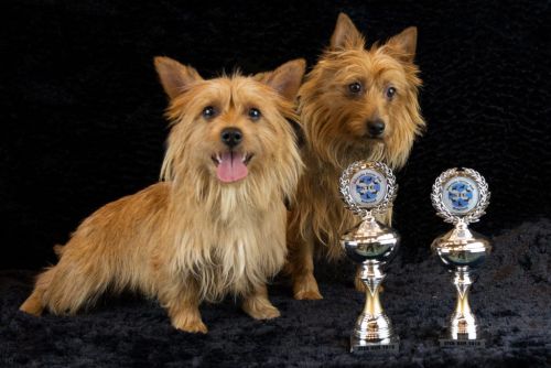 15 en 21 australische terrier 20161023 d61 0929x684