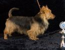20 australische terrier 20161023 d61 0977x684