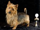 22 australische terrier 20161023 d61 1090x839