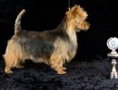 25 australische terrier 20161023 d61 0952x720