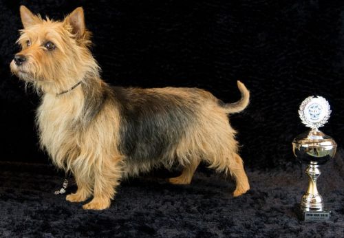 26 australische terrier 20161023 d61 1108x708