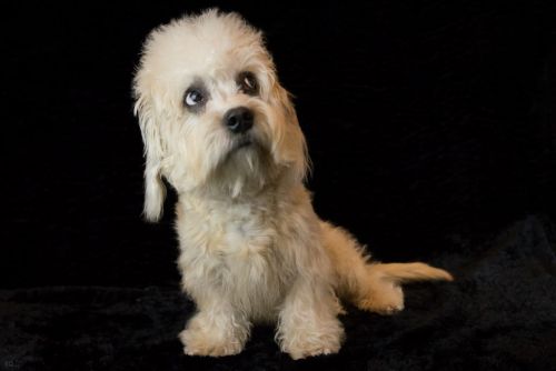 36 dandie 20161023 d61 0758x684