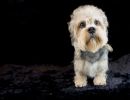 37 dandie 20161023 d61 0674x784