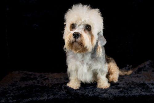 39 dandie 20161023 d61 0707x684