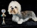 41 dandie 20161023 d61 0615x684