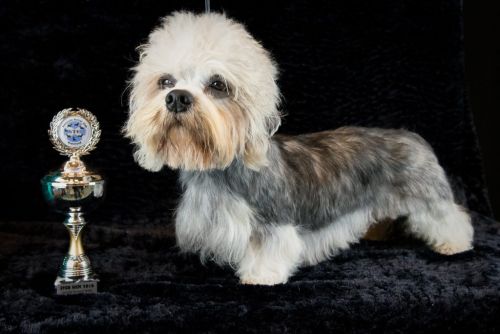 41 dandie 20161023 d61 0615x684