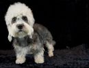 42 dandie 20161023 d61 0563x684