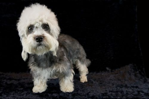 42 dandie 20161023 d61 0563x684