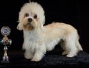 43 dandie 20161023 d61 0764x684
