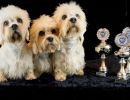 45 47 48 dandie 20161023 d61 0988x684