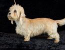 45 dandie 20161023 d61 0909x684