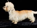 47 dandie 20161023 d61 0922x684