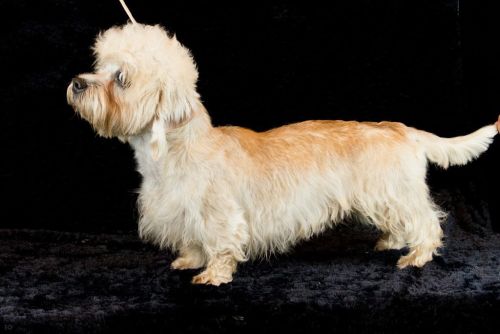 47 dandie 20161023 d61 0922x684