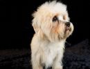 49 dandie 20161023 d61 0588x971