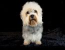 50 dandie 20161023 d61 0546x684
