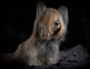 63 skye 20161023 d61 1102x684