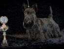 65 schotseterrier 20161023 d61 0792x683
