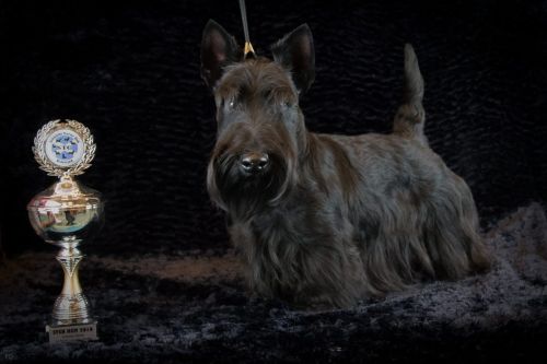 65 schotseterrier 20161023 d61 0792x683