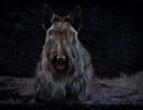 68 schotseterrier 20161023 d61 0720x684