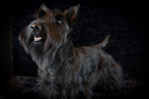 69 schotseterrier 20161023 d61 0514x684