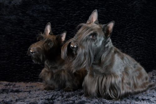 75 en 72 schotseterrier 20161023 d61 0533x684