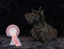 75 schotseterrier 20161023 d61 1197x684