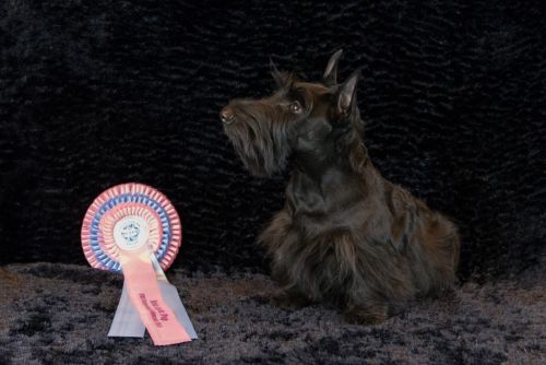 75 schotseterrier 20161023 d61 1197x684