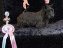 76 schotseterrier 20161023 d61