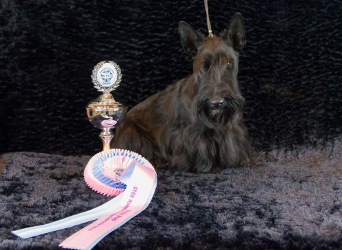 76 schotseterrier 20161023 d61 1164x750