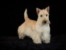 77 schotseterrier 20161023 d61 1241x684