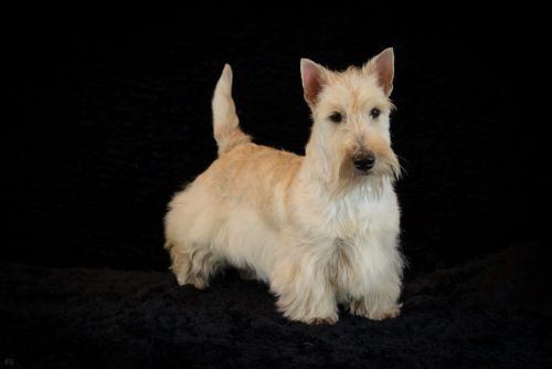77 schotseterrier 20161023 d61 1241x684