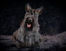 79 schotseterrier 20161023 d61 0490x684