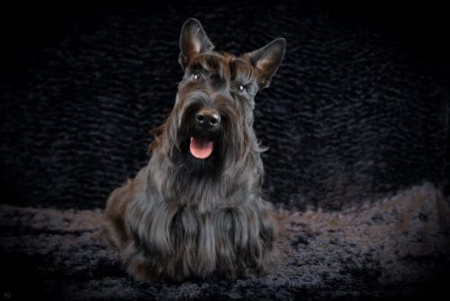 79 schotseterrier 20161023 d61 0490x684