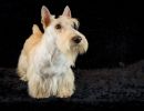 82 schotseterrier 20161023 d61 0554x684
