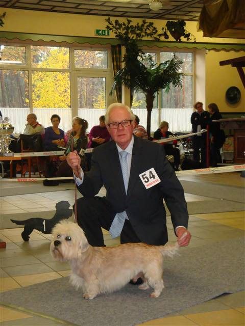 resized dandie bob