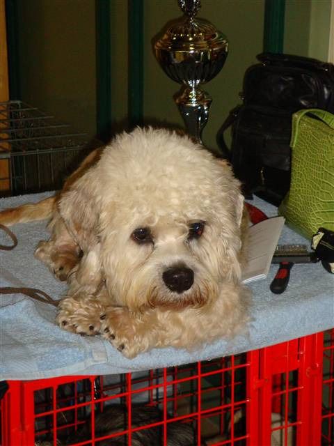 resized dandie german dandies percy stuart