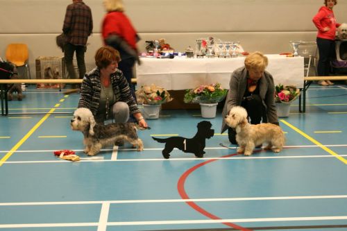 46 50 dandie bobx681
